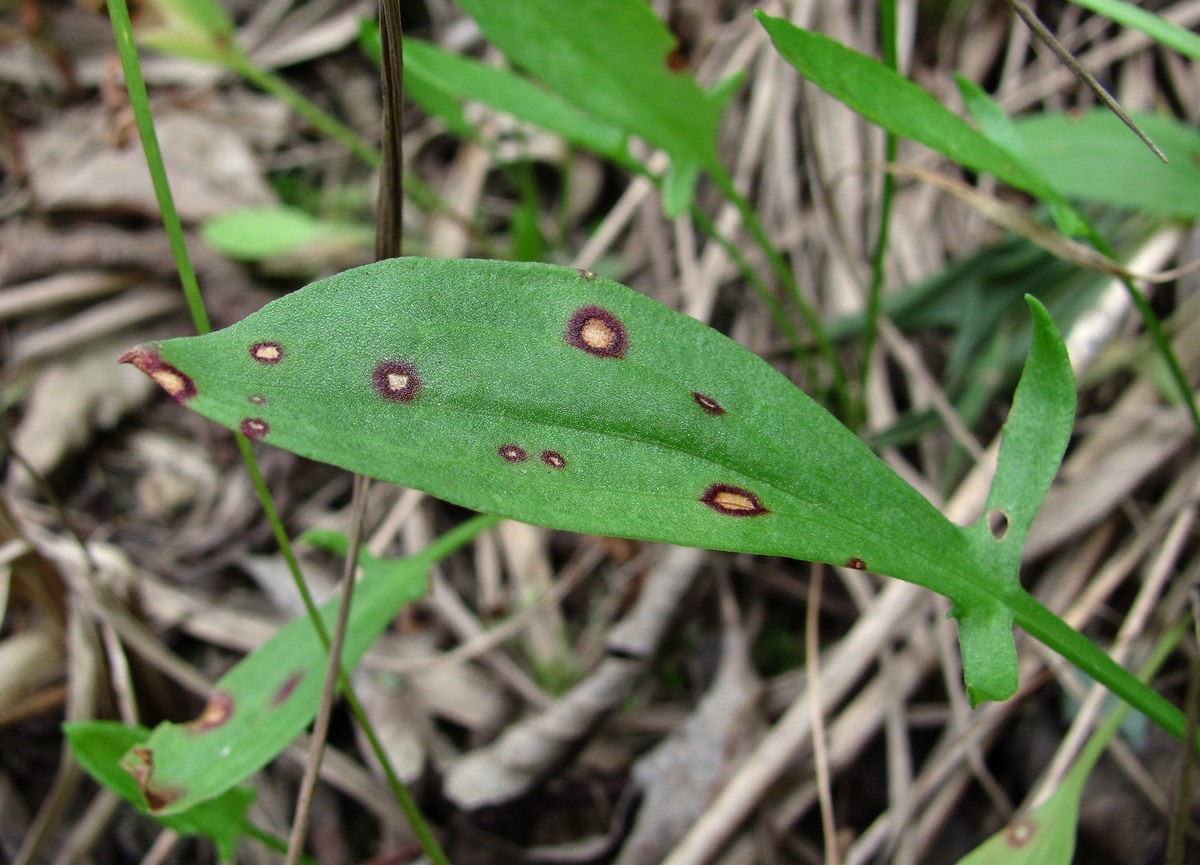 Image of Rumex acetosella specimen.