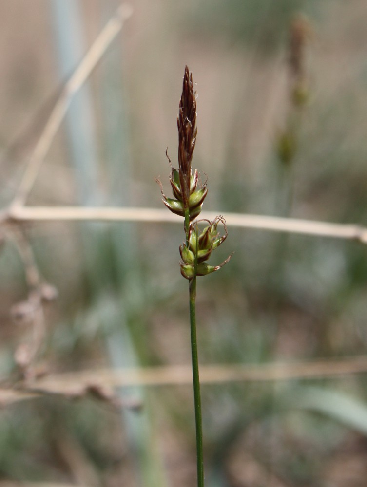 Image of Carex supina specimen.