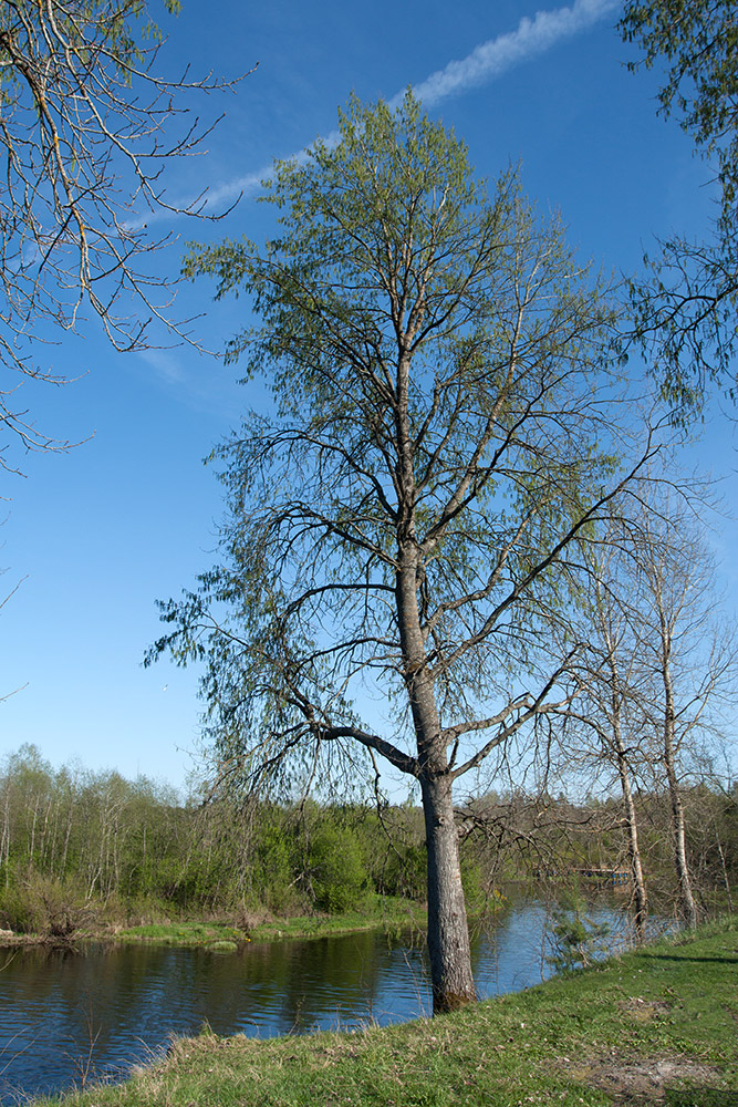 Изображение особи Populus tremula.