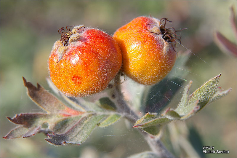 Image of Crataegus orientalis specimen.