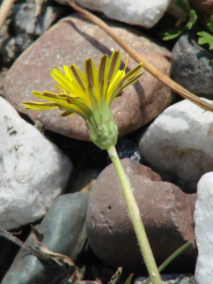 Image of genus Taraxacum specimen.