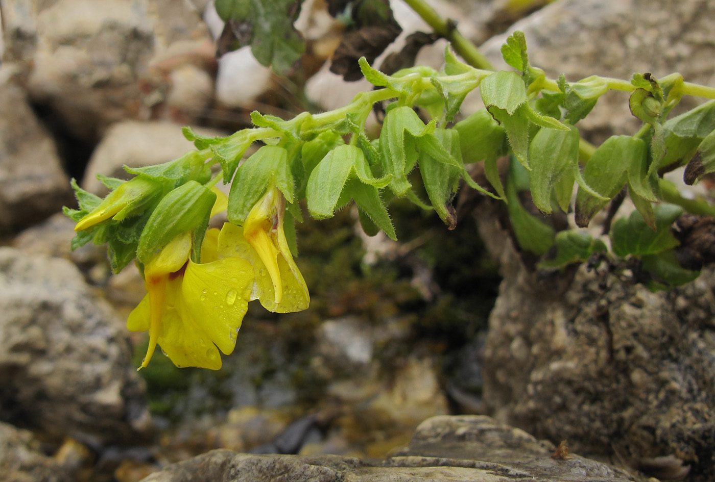 Image of Rhynchocorys stricta specimen.