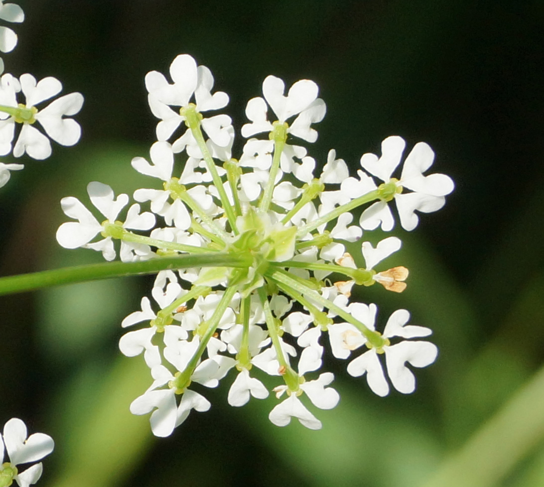 Изображение особи Chaerophyllum prescottii.