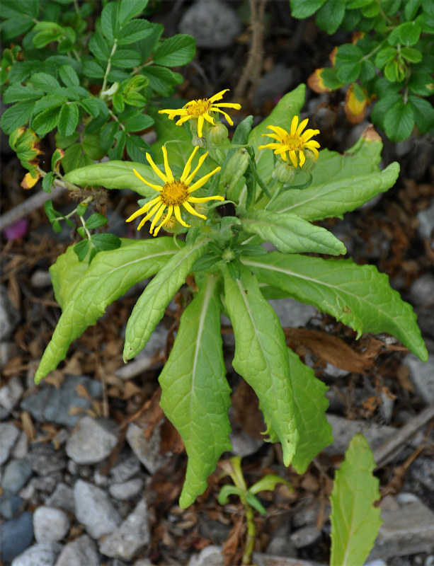 Image of Senecio pseudoarnica specimen.