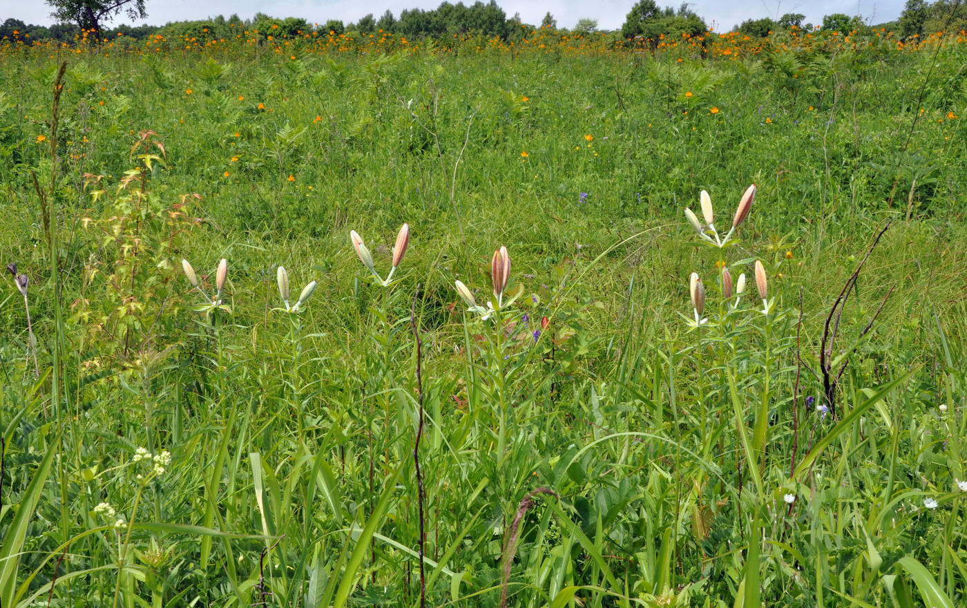 Image of Lilium pensylvanicum specimen.