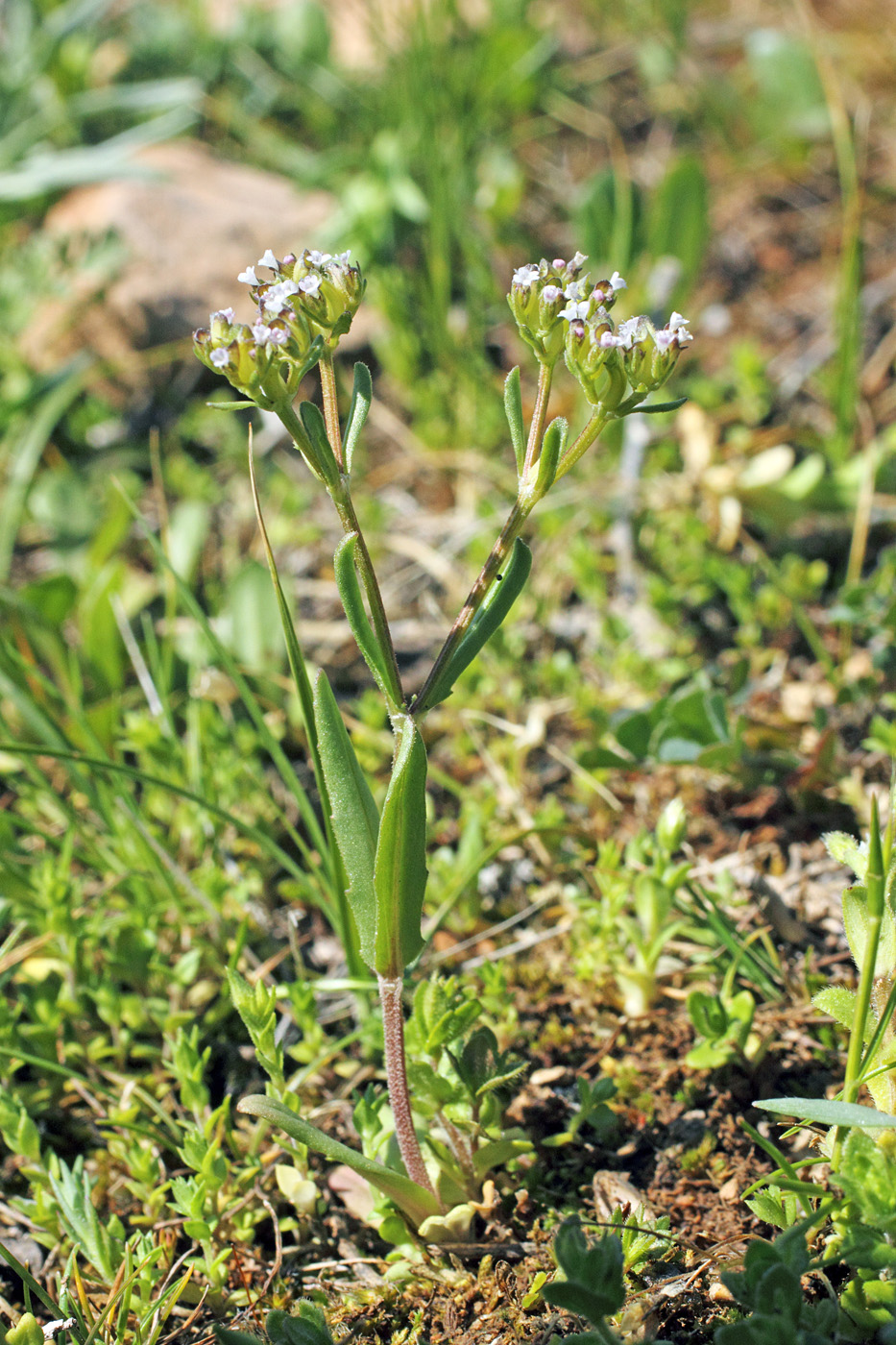 Image of Valerianella cymbocarpa specimen.