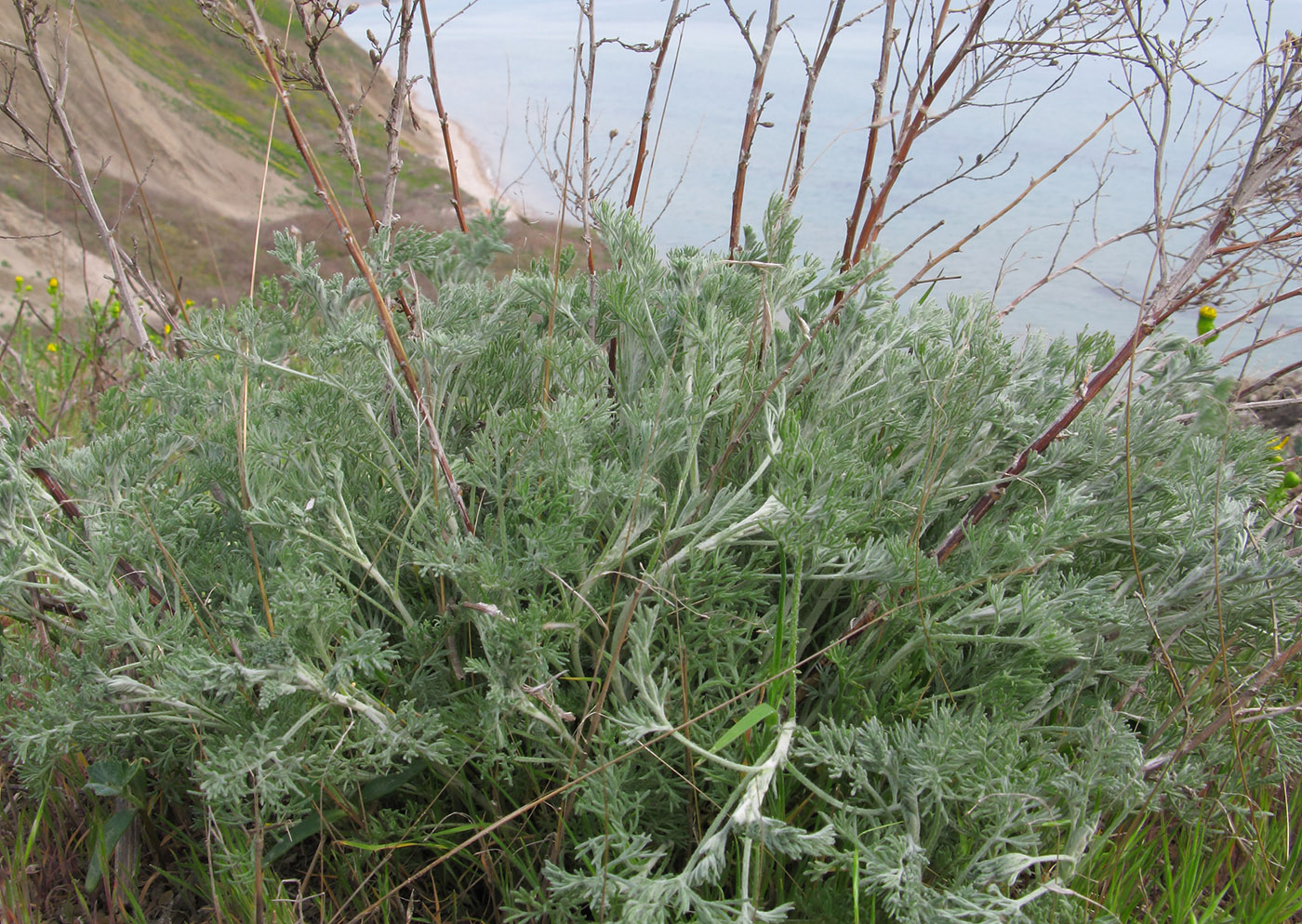 Image of genus Artemisia specimen.