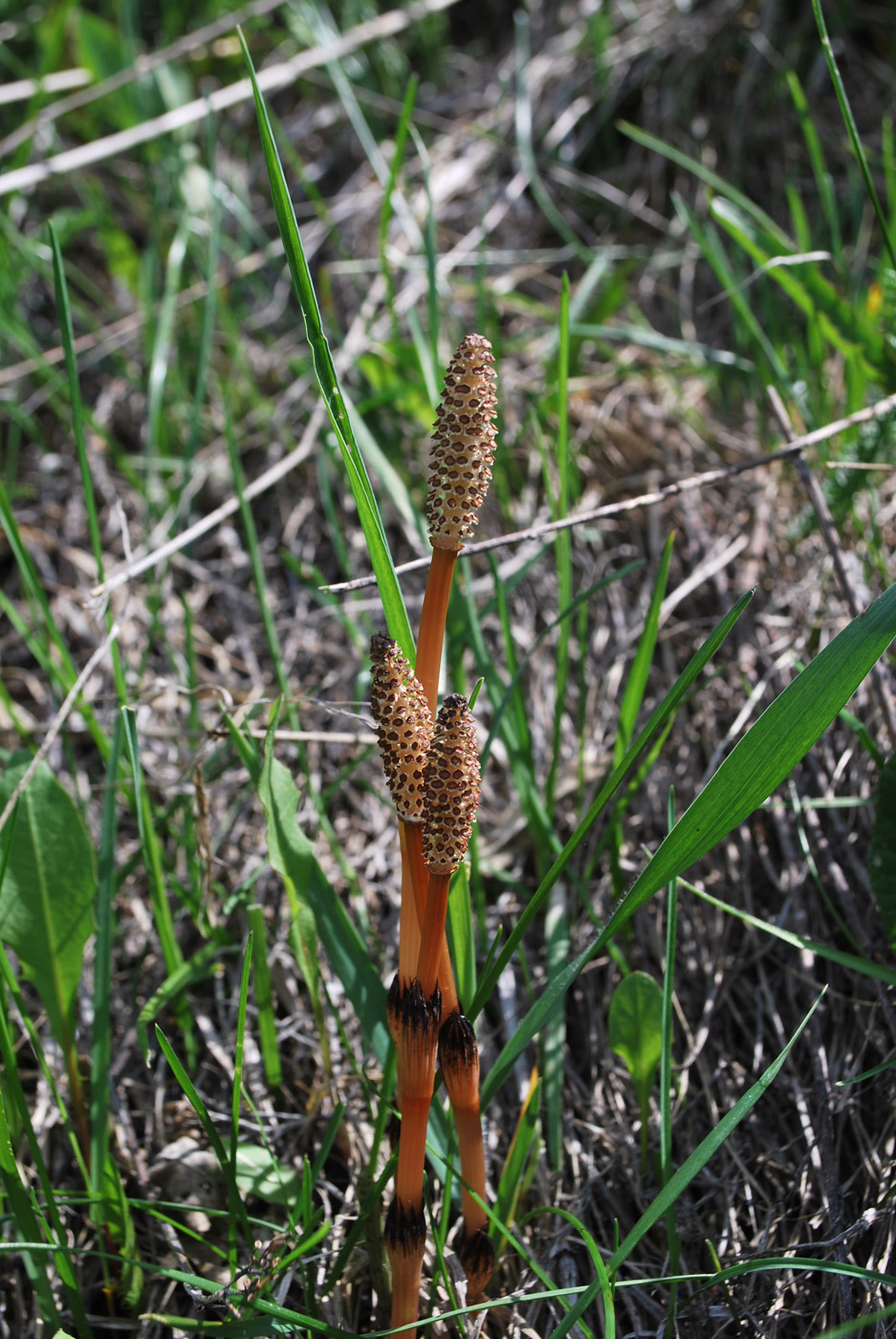 Image of Equisetum arvense specimen.