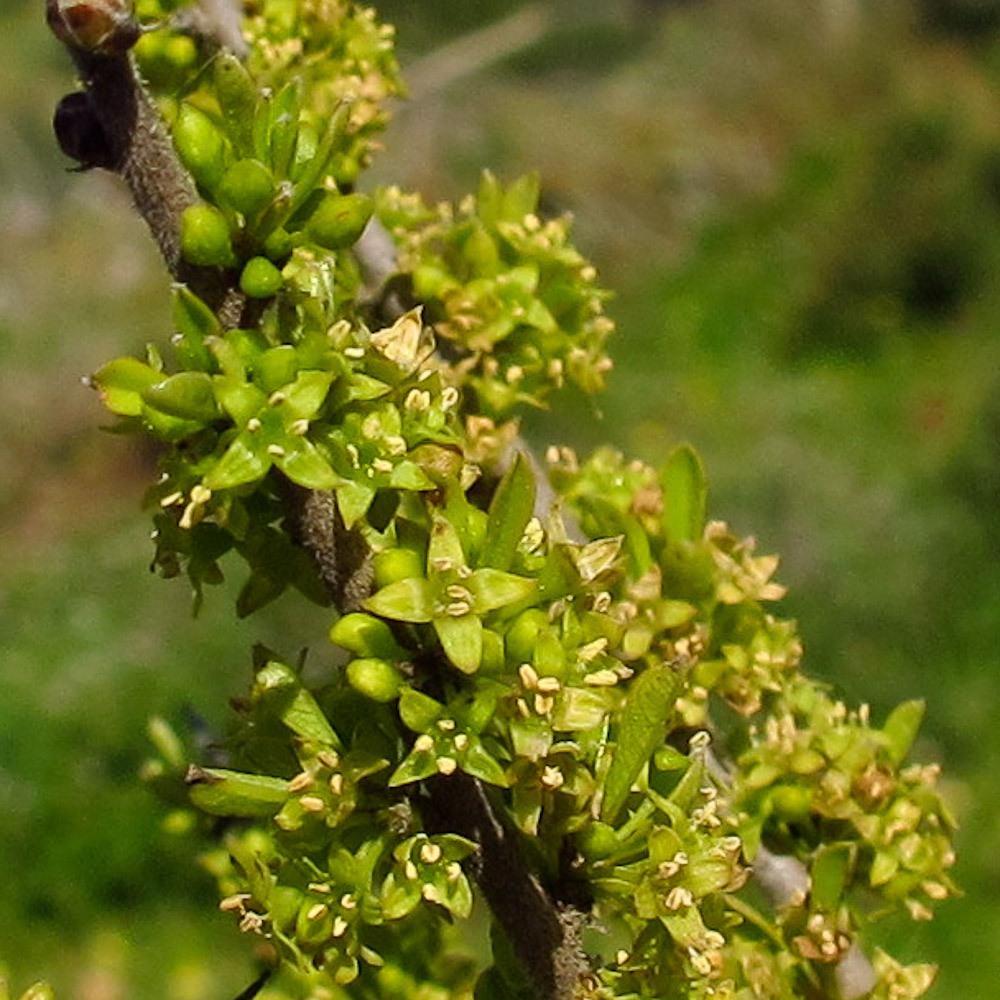 Image of Rhamnus lycioides specimen.