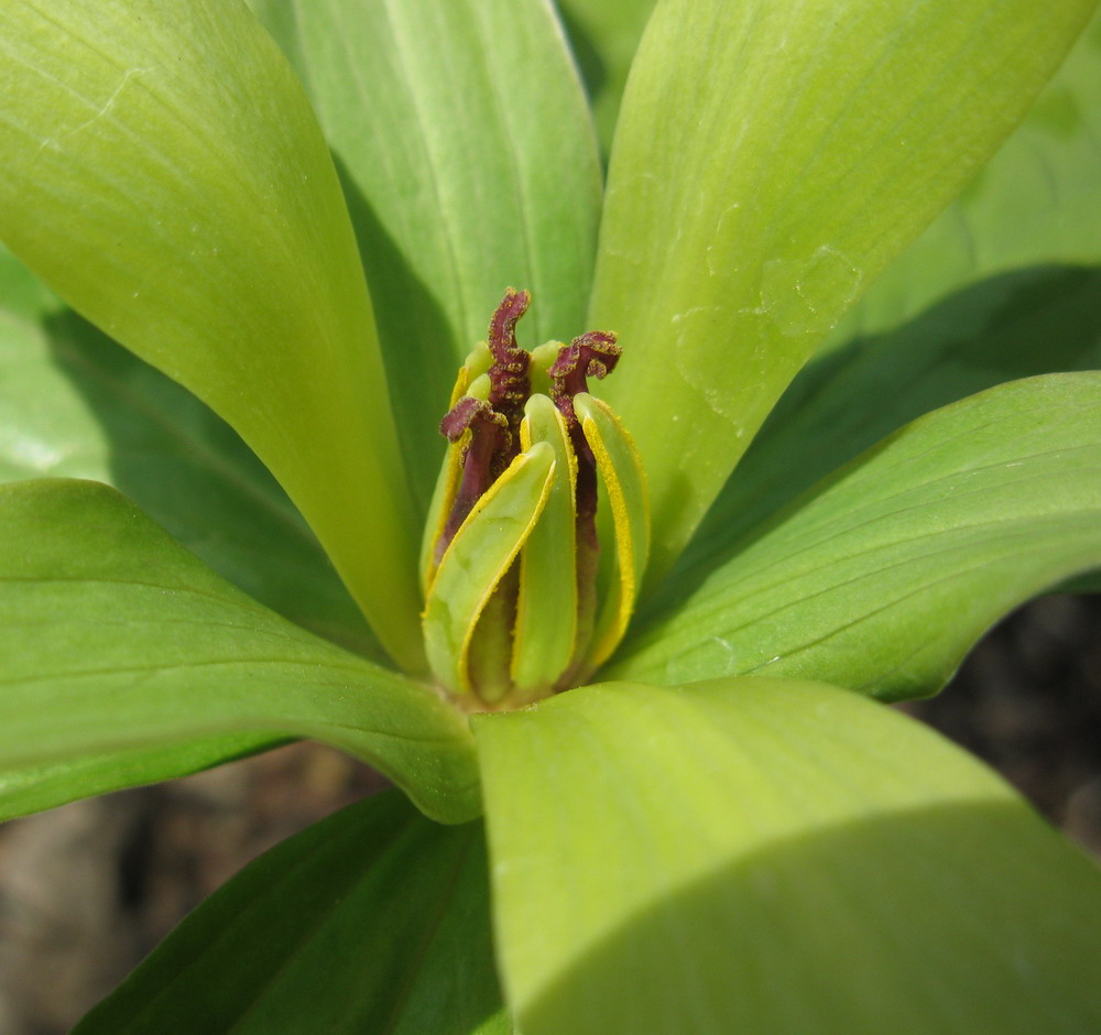 Изображение особи Trillium cuneatum.