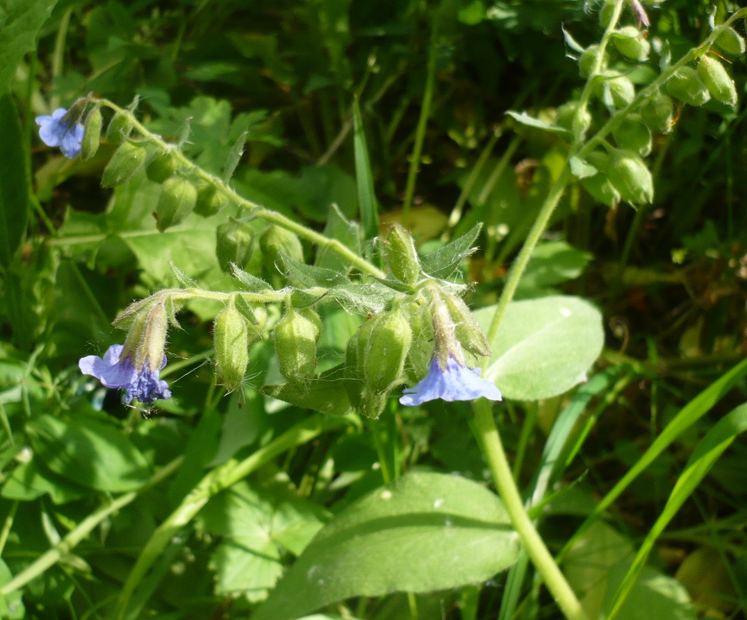 Изображение особи Pulmonaria mollis.