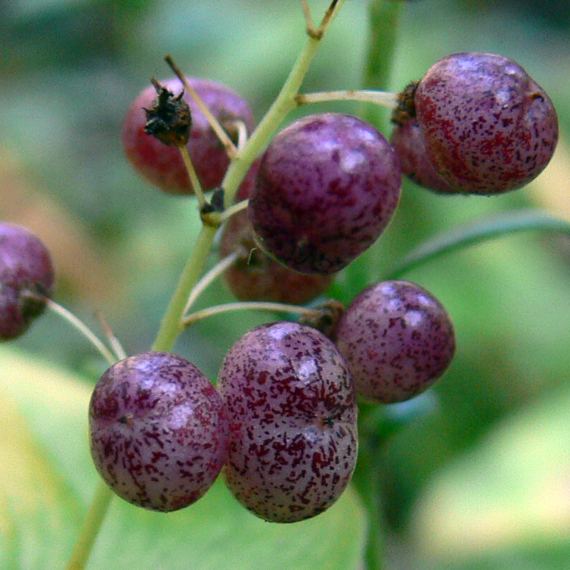 Изображение особи Maianthemum bifolium.