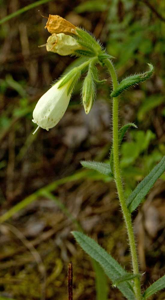 Image of Onosma volgensis specimen.