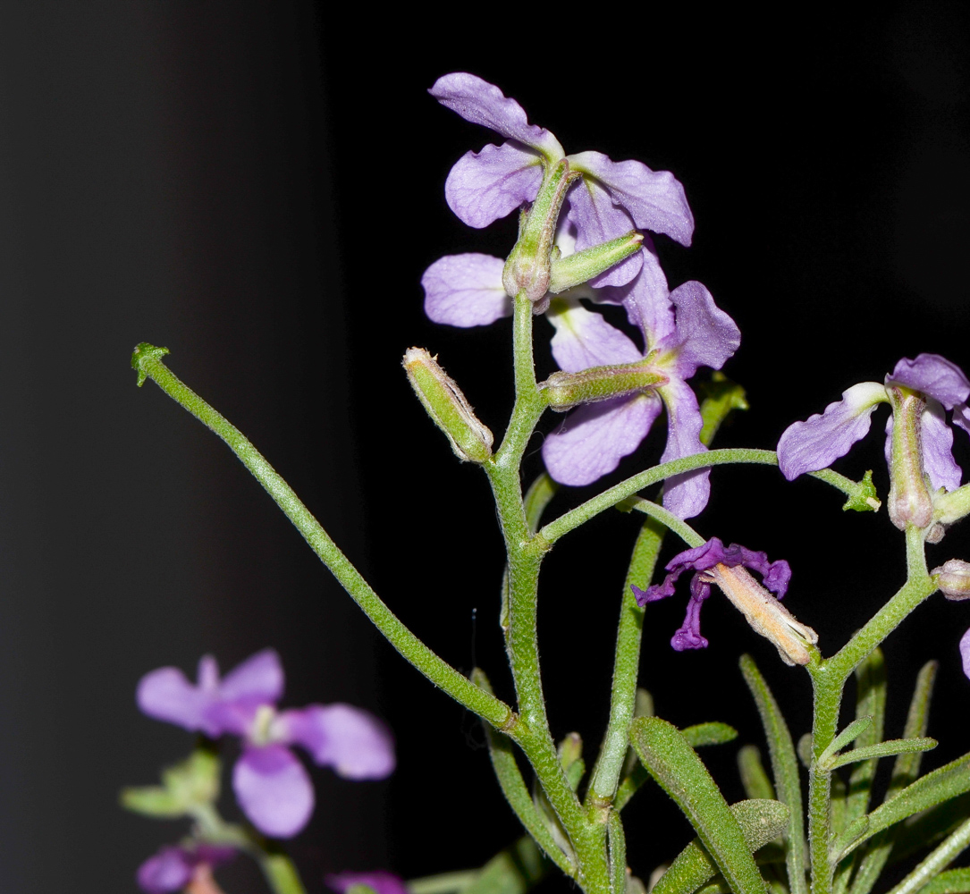 Image of Matthiola fruticulosa var. bolleana specimen.