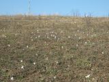 Crocus reticulatus. Цветущие растения. Украина, Одесская обл., Ивановский р-н, ракушечниковый склон в окр. пгт. Ивановка. 04.03.2009.