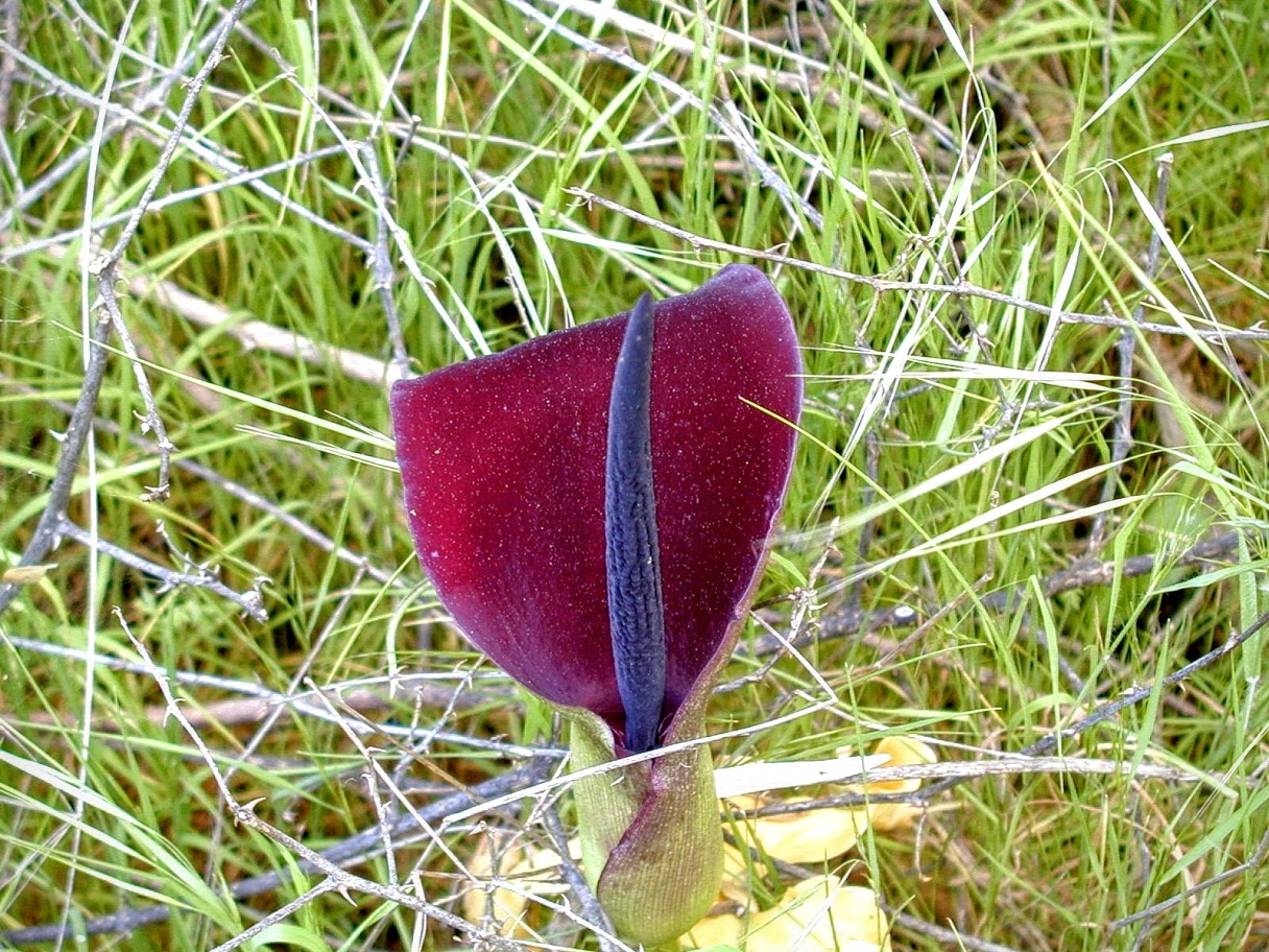 Image of Arum palaestinum specimen.