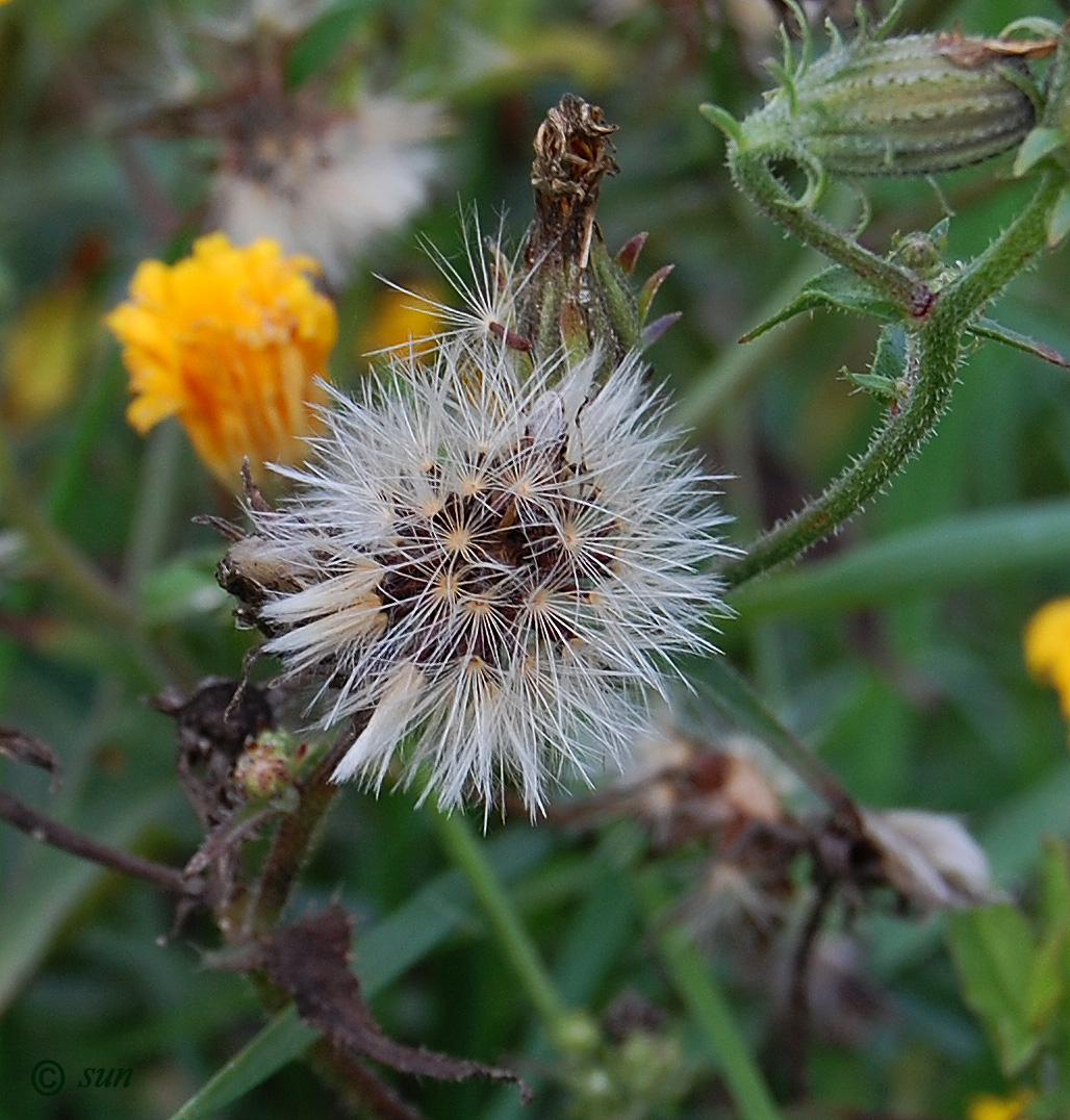 Image of Picris hieracioides specimen.