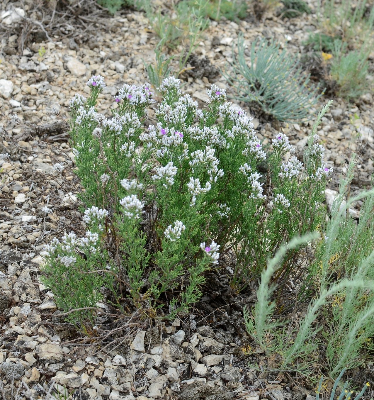 Image of Limonium cretaceum specimen.