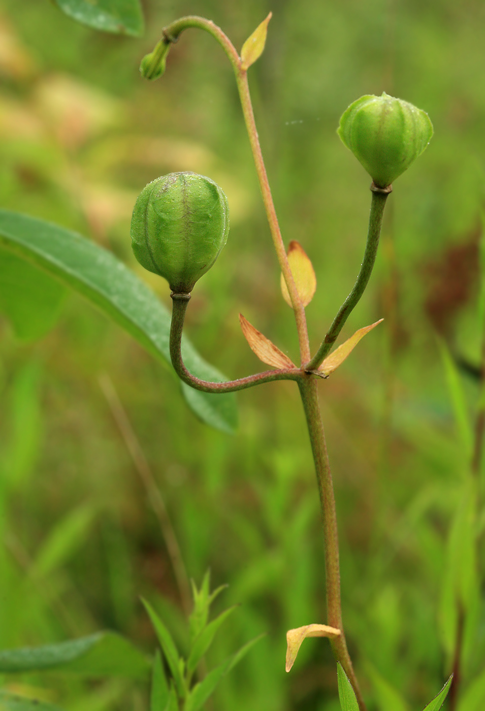 Image of Lilium debile specimen.