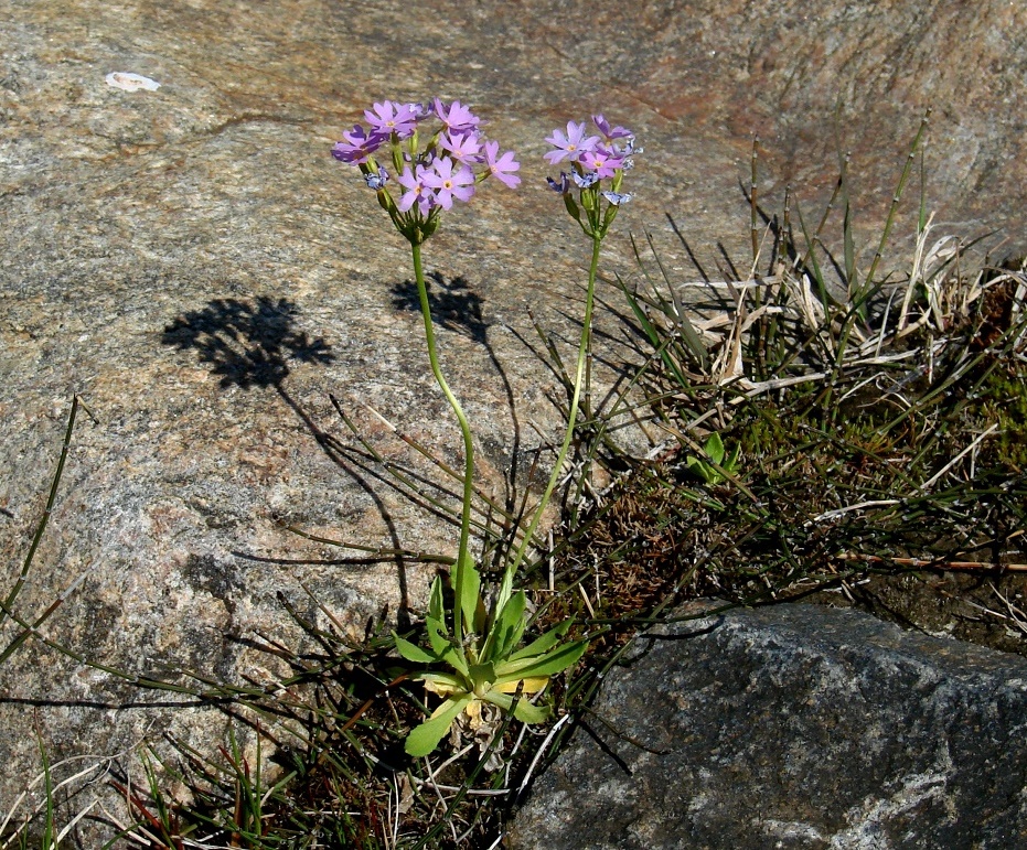 Image of Primula serrata specimen.