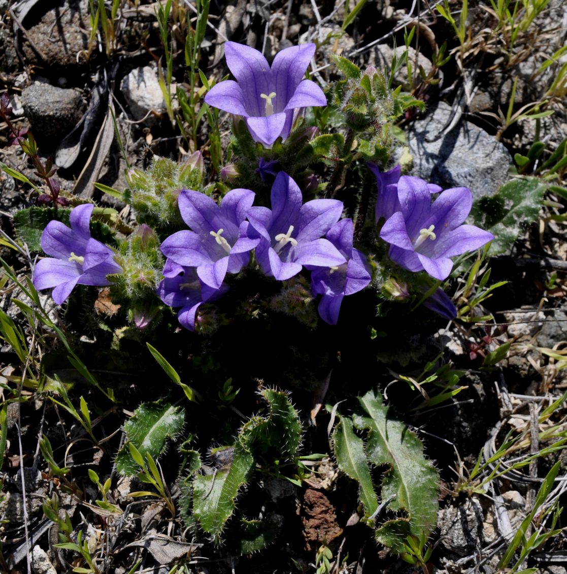 Image of genus Campanula specimen.