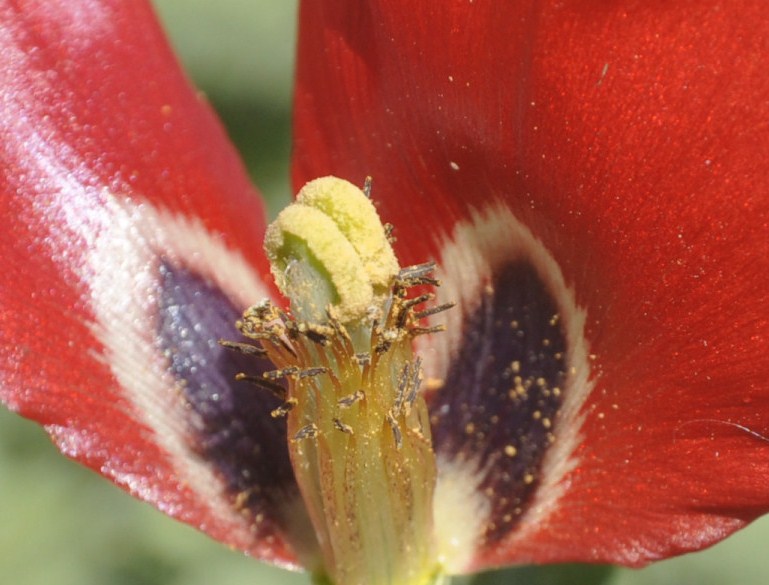 Изображение особи Glaucium corniculatum.