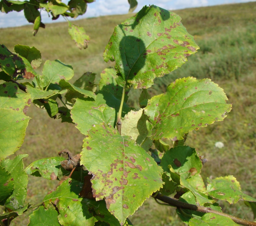 Image of Malus domestica specimen.