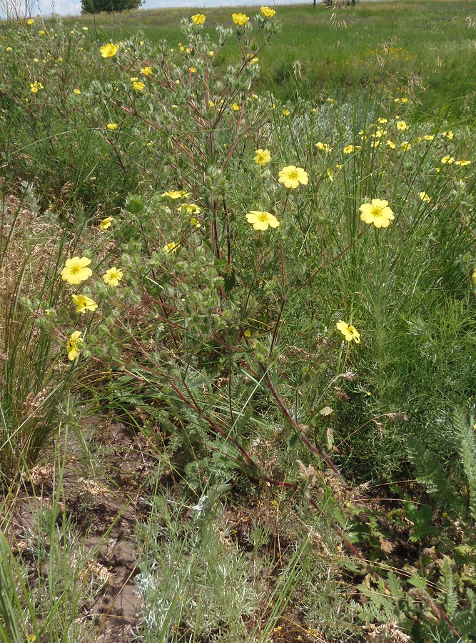 Изображение особи Potentilla recta.