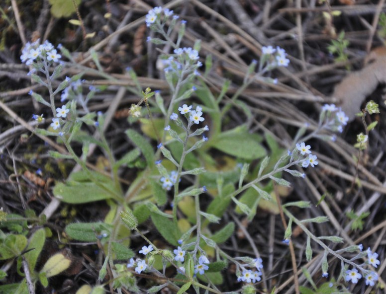 Изображение особи Myosotis cadmea.