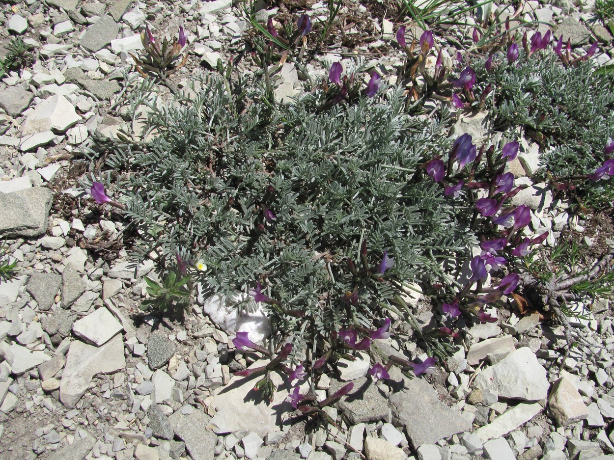 Image of Astragalus subuliformis specimen.