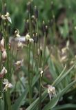 Tulipa turkestanica