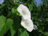 Calystegia sepium