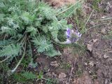 genus Oxytropis