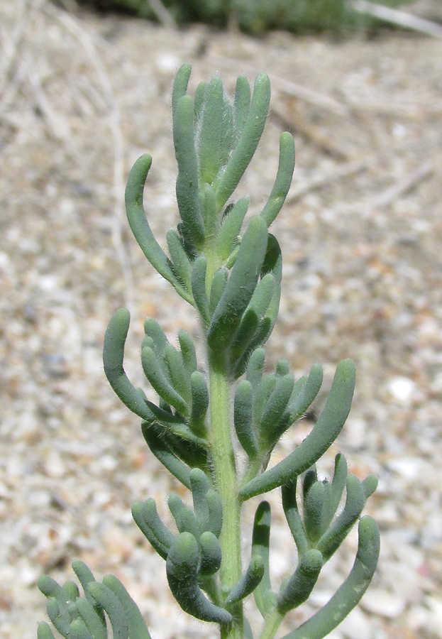 Image of Spirobassia hirsuta specimen.