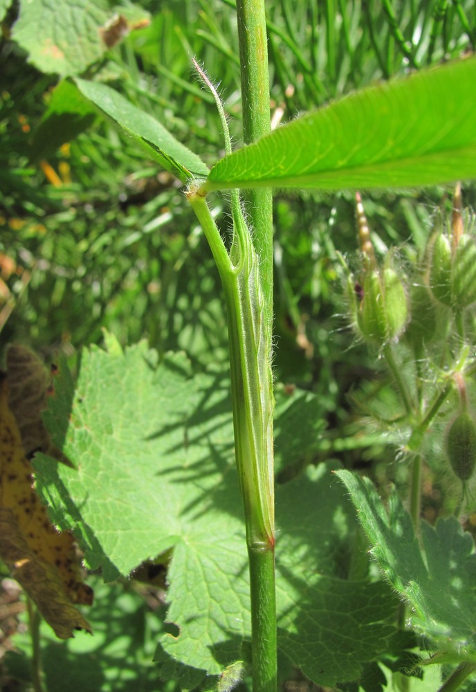 Image of Trifolium alpestre specimen.