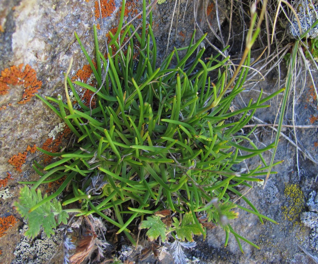 Image of Gypsophila tenuifolia specimen.