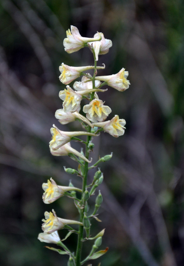 Image of Delphinium biternatum specimen.