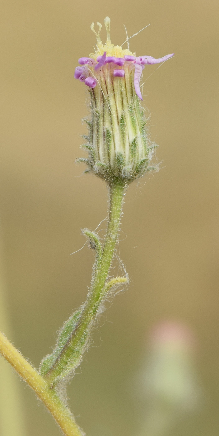 Image of Lachnophyllum gossypinum specimen.