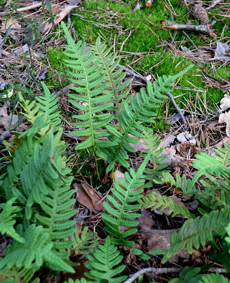 Изображение особи Polypodium vulgare.