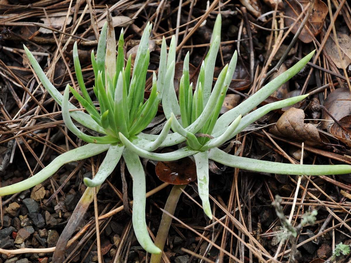 Изображение особи Dudleya densiflora.