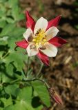 Aquilegia coerulea. Верхушка побега с увядающим цветком и бутоном. Восточный Казахстан, г. Усть-Каменогорск, Архитектурно-ландшафтный музей-заповедник, в культуре. 28.05.2017.