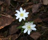 Anemone altaica. Цветки. Москва, Воробьевы горы, Ботанический сад МГУ, альпинарий, растения привезены с Урала. 06.04.2017.