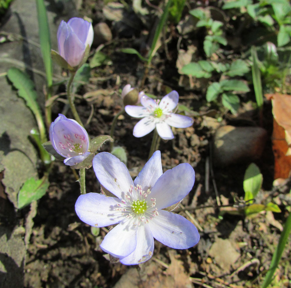 Image of Hepatica nobilis specimen.