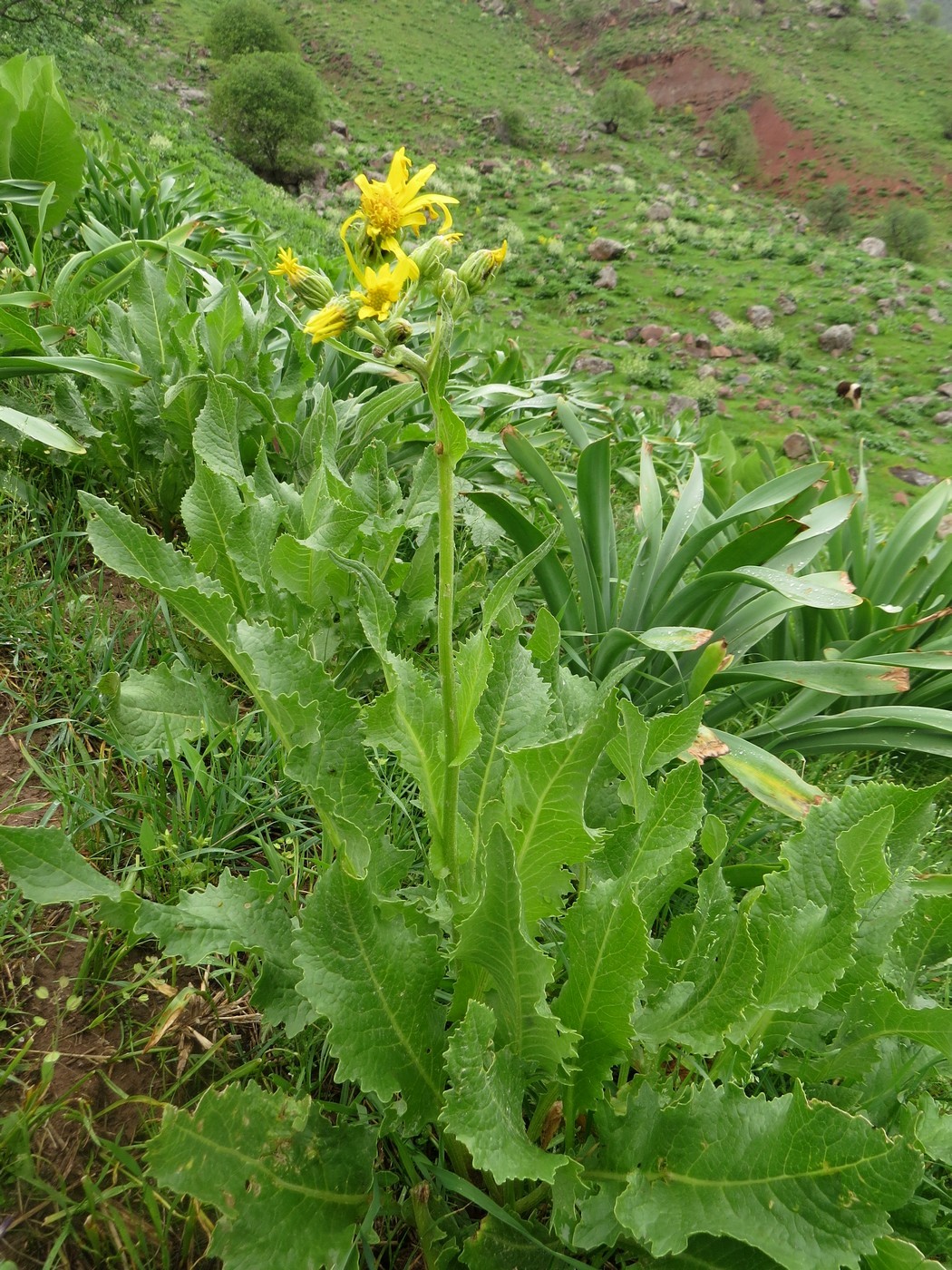 Изображение особи Senecio franchetii.