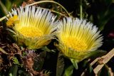 Carpobrotus edulis