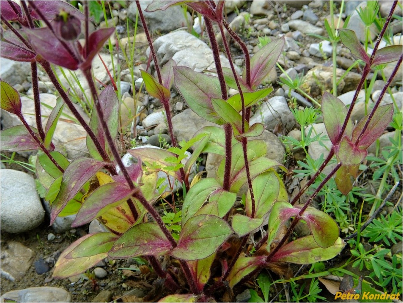 Image of Melandrium dioicum specimen.