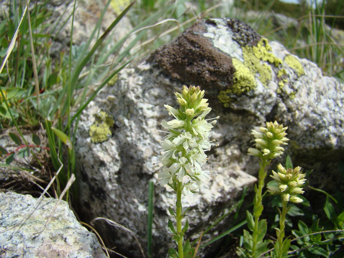 Image of Veronica tianschanica specimen.