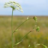 род Pimpinella. Верхушка растения с соцветиями. Тульская обл., Плавский р-н, окр. пос. Молочные Дворы, луг. 15.07.2018.