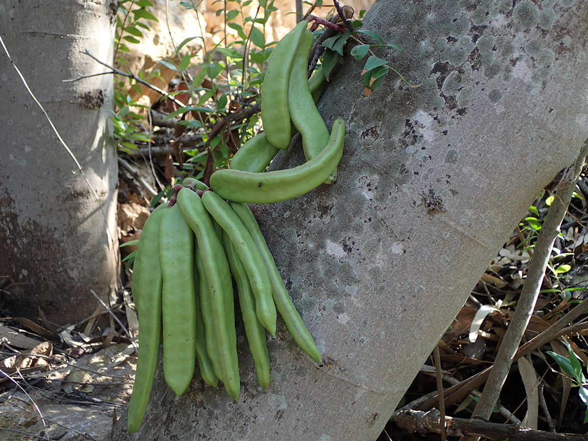 Изображение особи Ceratonia siliqua.