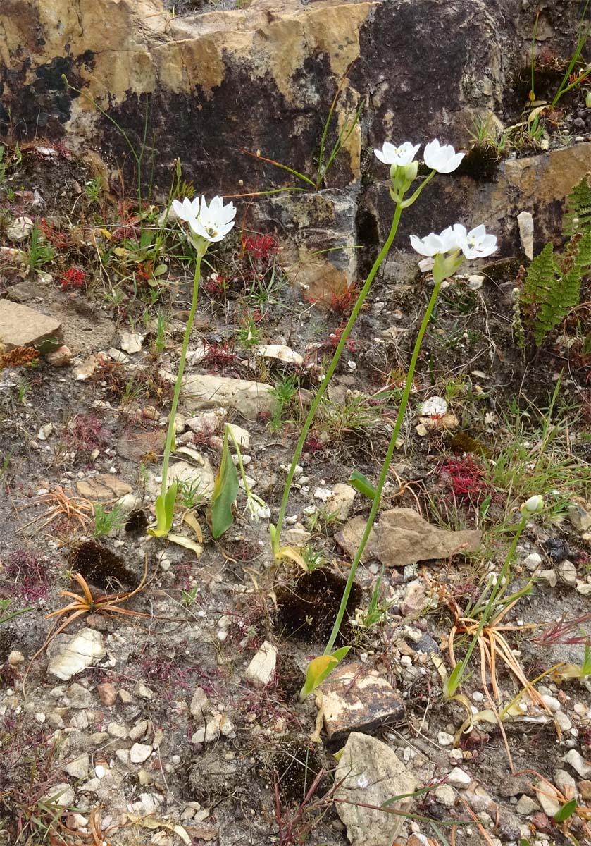 Изображение особи Ornithogalum thyrsoides.